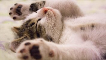 Ringworm Symptoms and Treatment in Cats