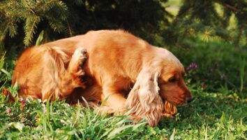 Rocky Mountain Spotted Fever in Dogs