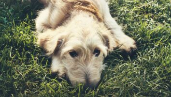 Rodenticide Poisoning in Pets