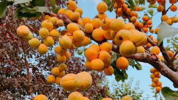 Fruit Pit Concerns: Toxicity, Obstruction and Other Tummy Troubles