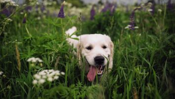 Seasonal canine illness (SCI)