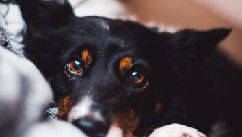 Signs of Pain in Dogs