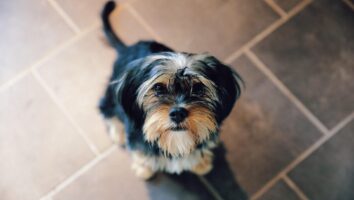 Keeping Your Tiny Dog Healthy: Dental Care Edition