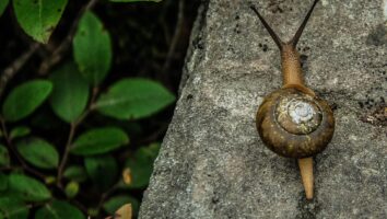 Snail Bait Poisoning in Pets