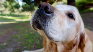 Signs Your Pet May Have Something Stuck in Their Nose