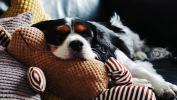 Hepatozoonose beim Hund: Symptome, Therapie und Heilchancen