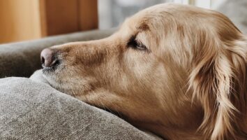 Borreliose beim Hund: Symptome, Diagnose, Behandlung (+ häufige Fragen)