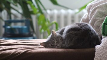 Causes and Symptoms of Stress in Cats