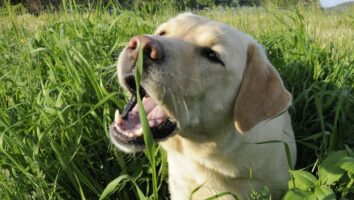 Gras fressen und Erbrechen beim Hund – normal oder krankhaft?