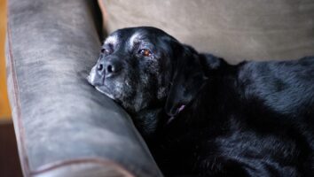 Stroke (Vascular Accidents) in Pets