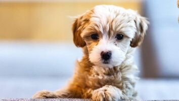 Preparing for Your New Puppy
