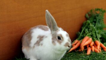 Guide til fodring af kaniner