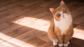 Common Causes of Urinary Issues in Cats