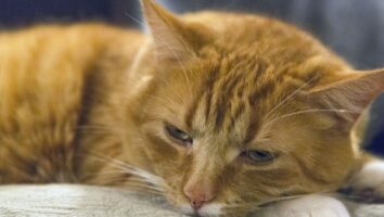 Tipps für Katzen mit Harnwegserkrankungen oder Nierenproblemen