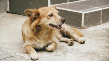 Balanceproblemer (vestibulært syndrom) hos hunde