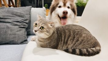 Offene Wunde bei Hund und Katze behandeln