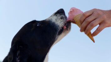 What to Feed a Dog with Inflammatory Bowel Disease
