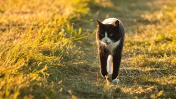 Causes of Limping in Cats