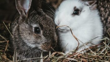 Winter Safety Tips for Rabbits