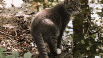 Common Worms and Parasites Found in Cats