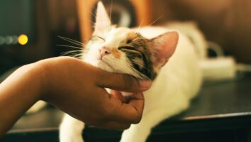 What is cat flea allergy dermatitis (FAD)?
