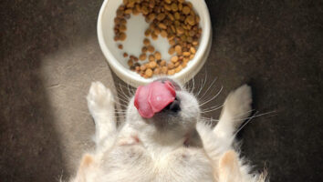 What are digestive support diets for dogs and cats and when to use them