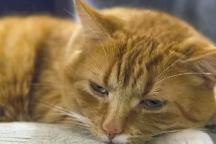 Urinvägsinfektion hos katt