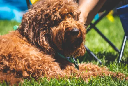 Värmeslag hos hund