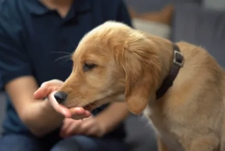 Veterinären tipsar – så ger du din hund en tablett