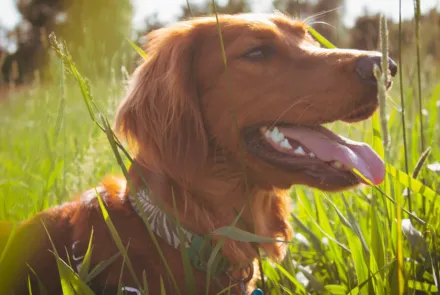 Så skyddar du hunden bäst mot fästingar