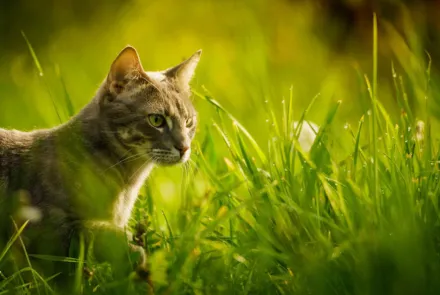 Så skyddar du katten bäst mot fästingar