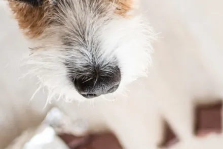 Was tun wenn mein Hund Schokolade gefressen hat?