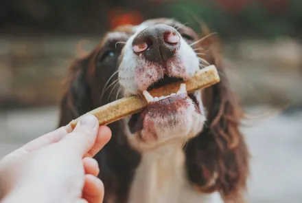 Guide - så väljer du rätt tuggben till din hund