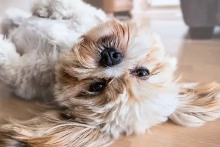 Hunde Ohren reinigen: Eine Schritt für Schritt Anleitung