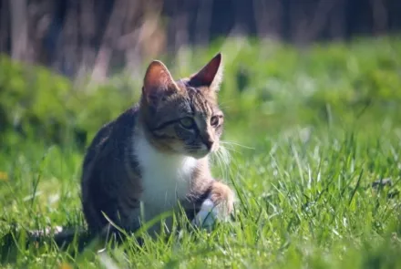 10 sommarfaror för katten