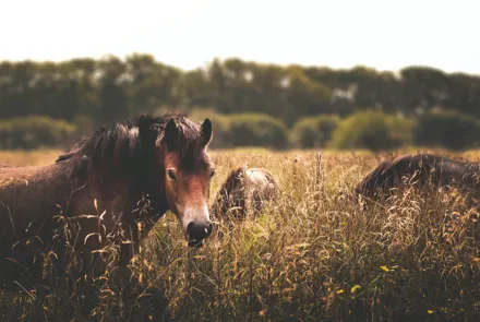 Equine Metabolic Syndrome (EMS) hos heste