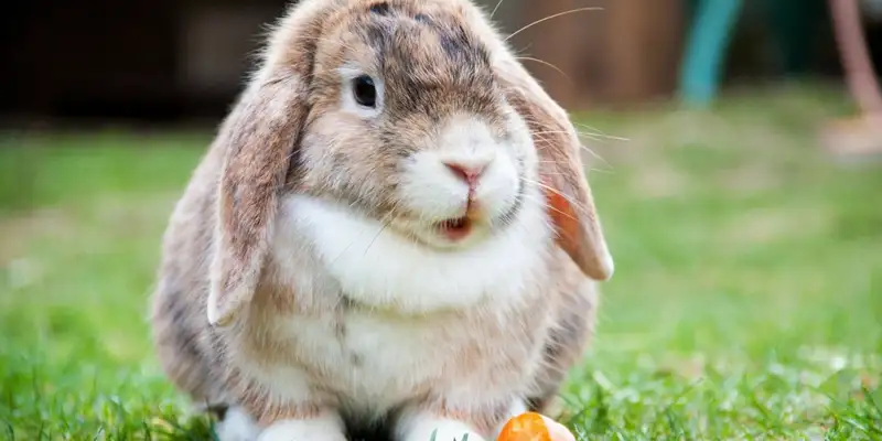 Ratgeber zu Futter- und Giftpflanzen fr Kaninchen | FirstVet