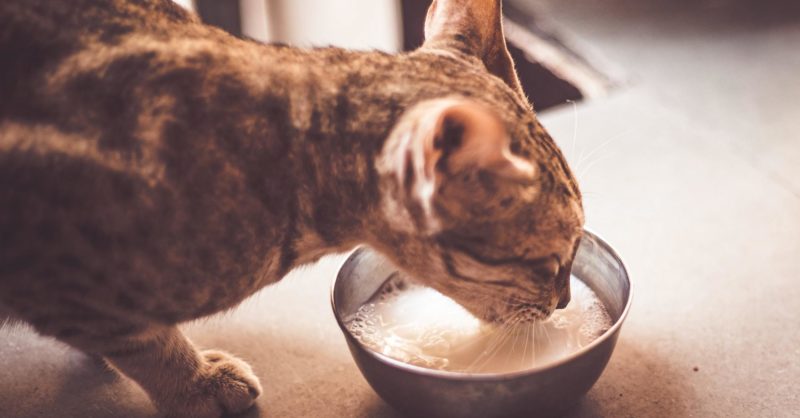 Is it ok for cats to drink milk hotsell