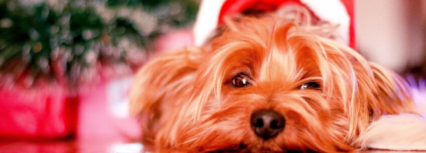 Här är experttipsen som skyddar ditt husdjur i jul