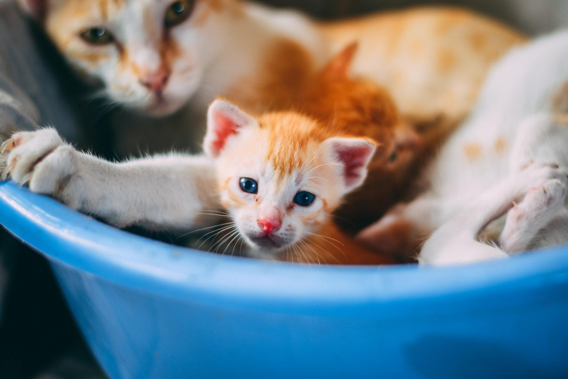How many kittens has. How many kittens has