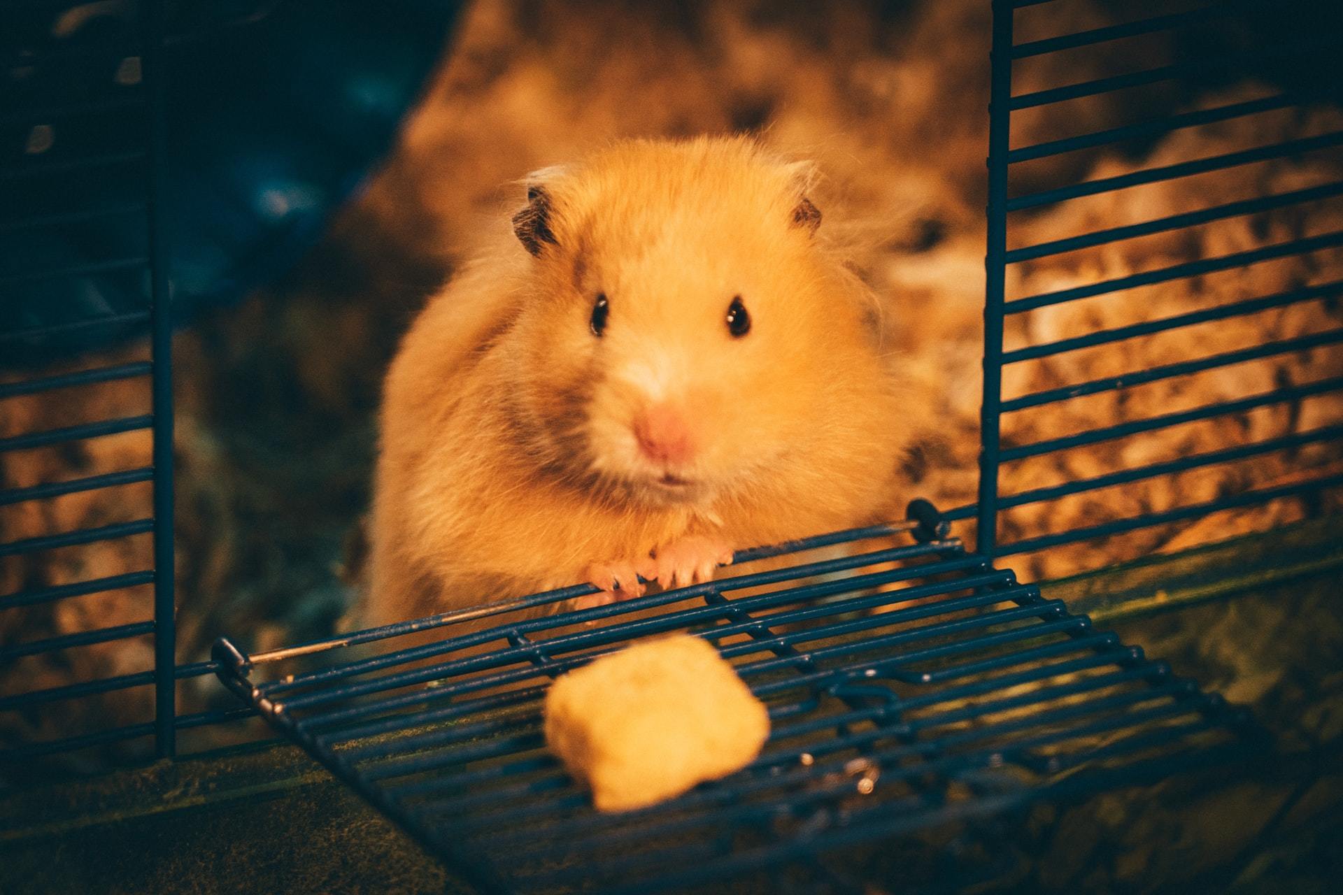 common hamster diseases
