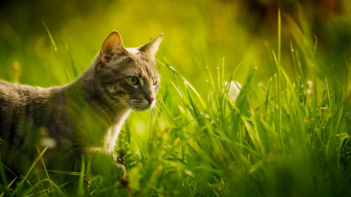 Katt i gras