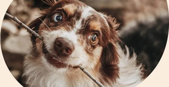 FirstVet ist Dein Online Tierarzt