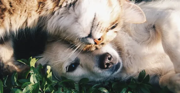 Fästingmedel för din hund eller katt